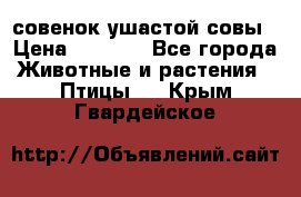 совенок ушастой совы › Цена ­ 5 000 - Все города Животные и растения » Птицы   . Крым,Гвардейское